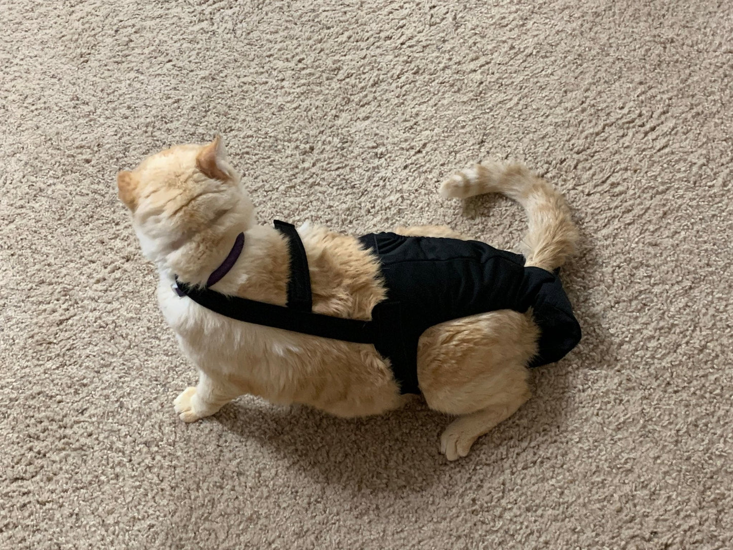 Diapurr Cat Diaper