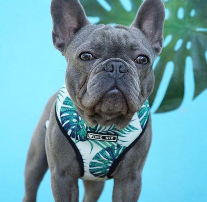 Pet traction rope chest strap