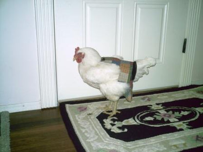 Hen Holster Bird Diaper/Harness (chicken diaper, duck diaper, pigeon diaper with Removable Vinyl Liner)